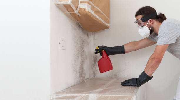 Professional Black Mold Remediation technician working in Manchester, MI