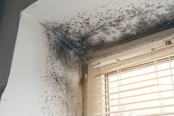 Affordable Black Mold Remediation solutions in Manchester, MI